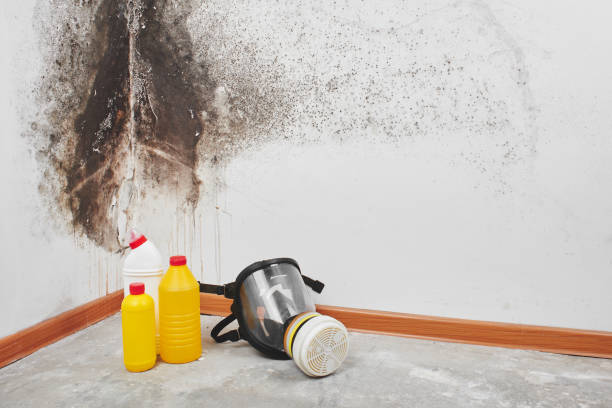 Home Mold Removal in Selma, CA
