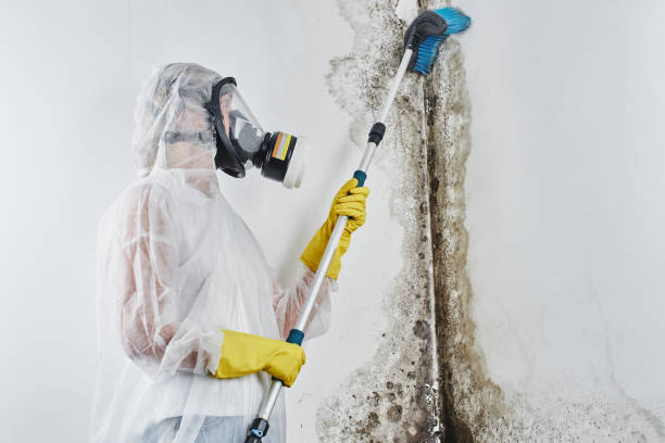Mold Testing and Removal in Selma, CA