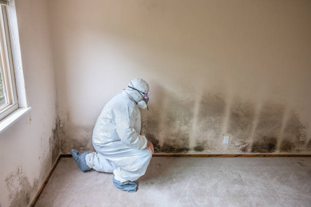 Best Mold Inspection  in Selma, CA